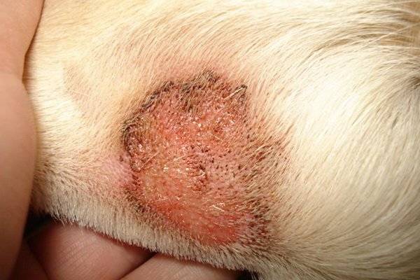 Skin diseases in dogs