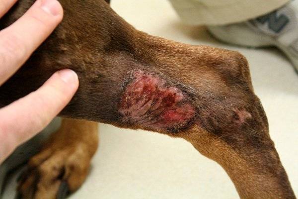 Traumatic dermatitis in dogs