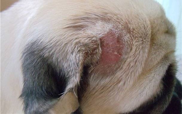 Trichophytosis (ringworm) in dogs