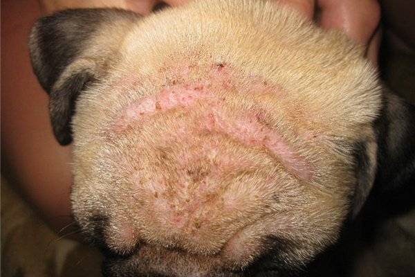 Skin diseases in dogs caused by ticks
