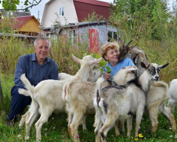 Spouses Kuzmina with herd