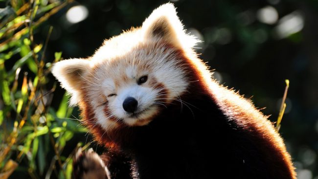 Red panda 