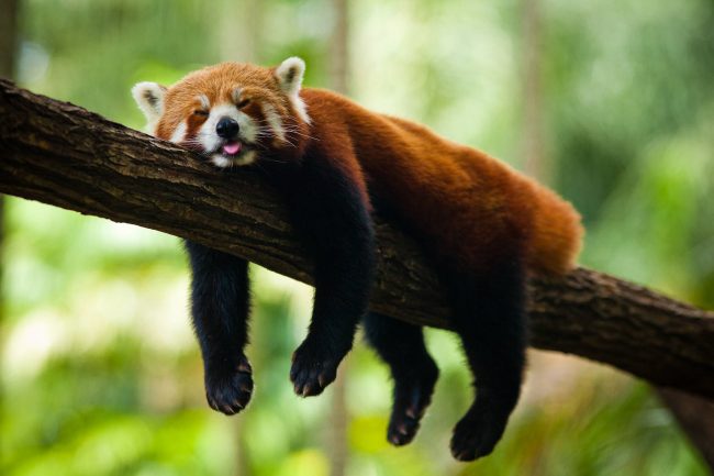 Red panda 