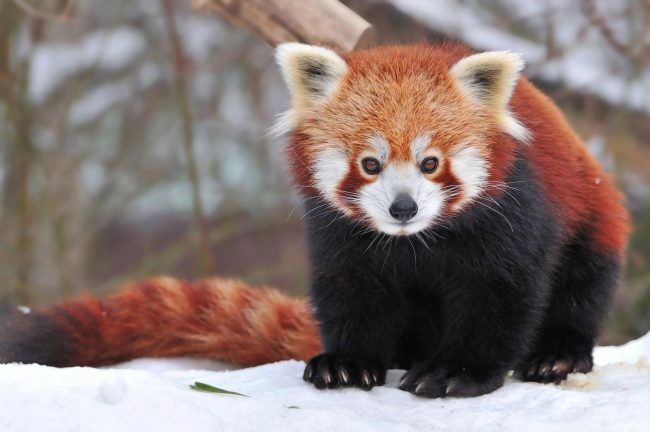 Red panda 