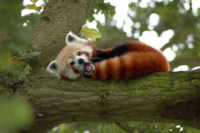 Red panda 