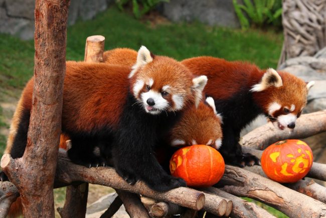 Red panda 