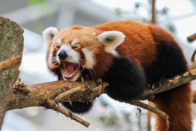 Red panda 