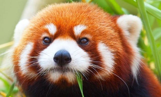 Red panda 