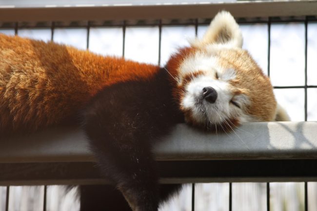 Red panda 