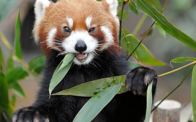 Red panda 