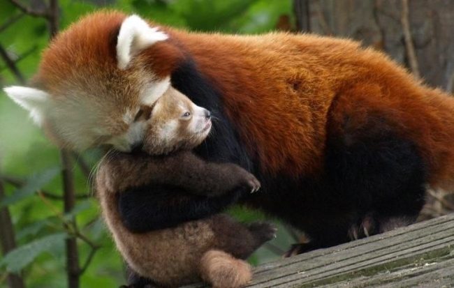 Red panda 