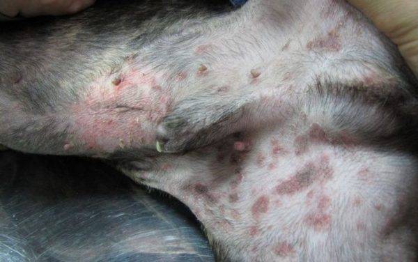 red spots in the dog