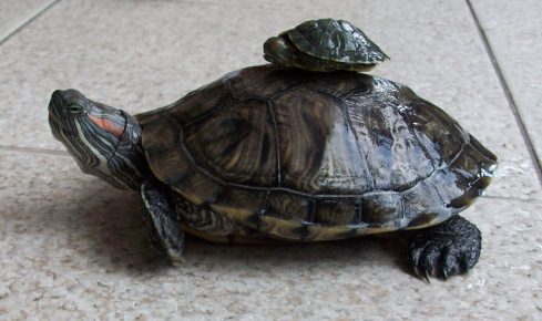 Eared turtles