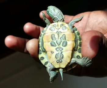 Trachemys tortoise - bottom view