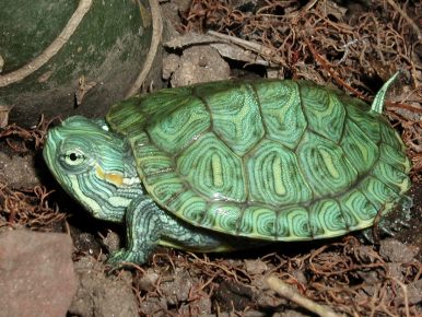 Red-eared Turtle Cub