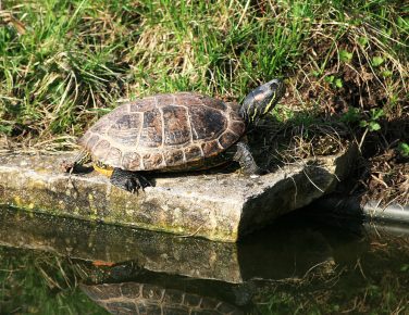 Trash-eared tortoise in the pond