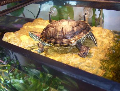 Trachemys tortoise under the lamp