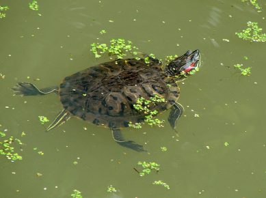 Trachemys and duckweed