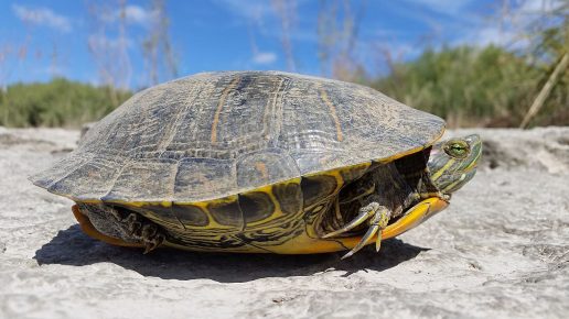 Male Red-eared Turtle