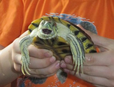 Turtle in the hands