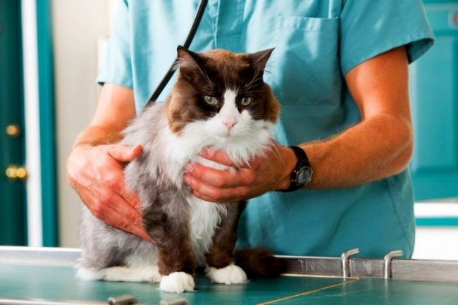 Round-the-clock veterinarians should be in every area to provide immediate assistance to your pets