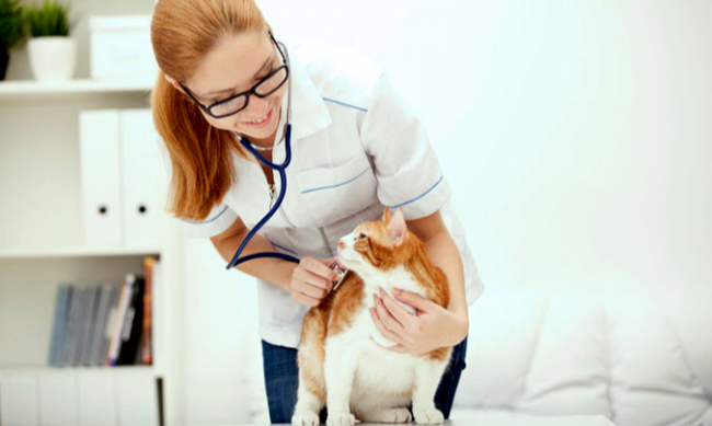 Pet clinics also operate in some clinics.