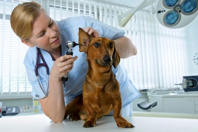 Round-the-clock veterinarians care about the health of your pets