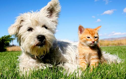 Who is cleaner and cleaner, cat or dog?