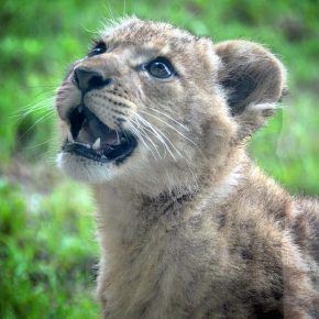 Lion cub from the Dallas Zoo