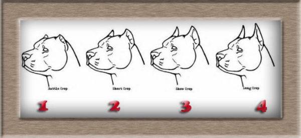 4 types of stopping ears in dogs