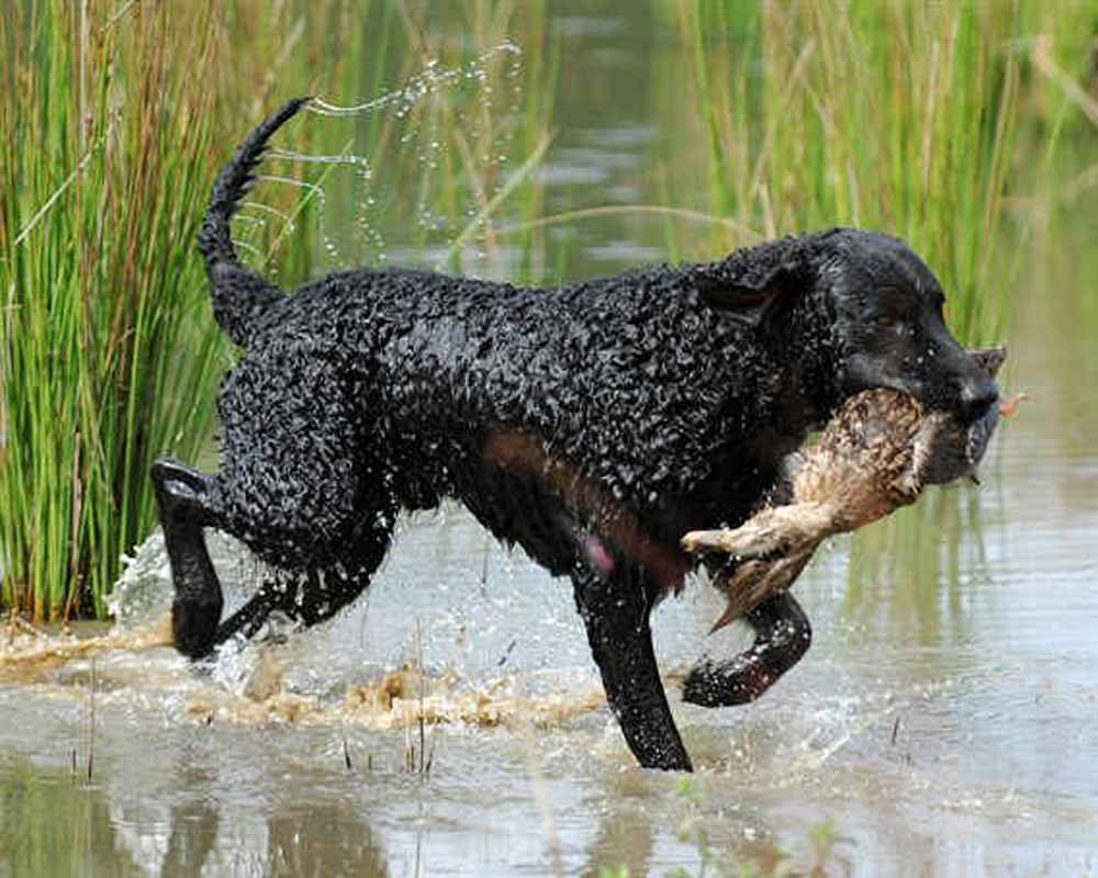 Curly-haired retriever in the water - photo
