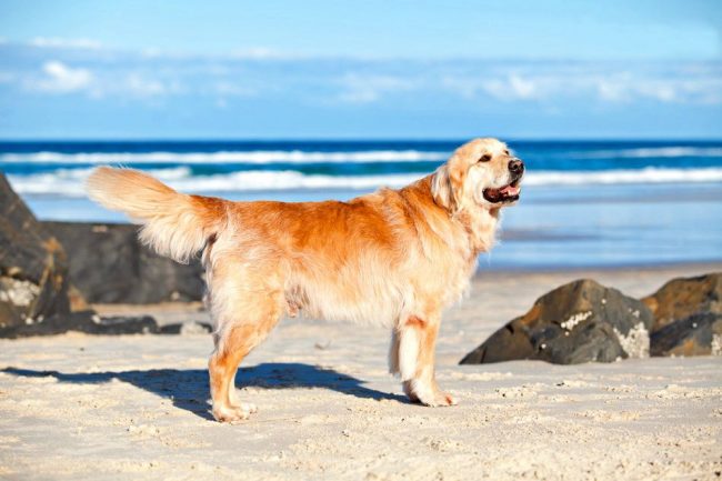 Labrador - a very beautiful, elegant, intelligent and clean dog