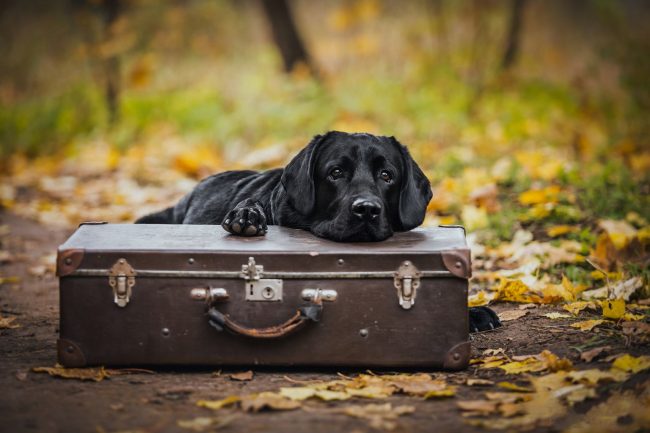 Inborn forethought and excellent memory of routes make Labrador Retriever irreplaceable assistants.