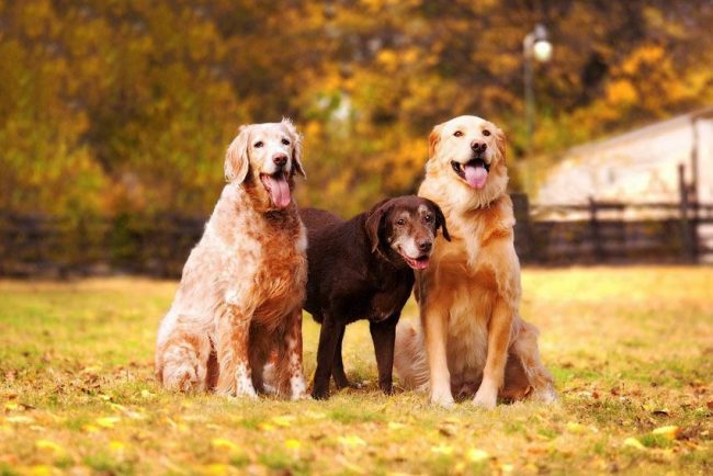 Labradors get along well with other dogs: they will play, run, jump - in general, they will become real friends!