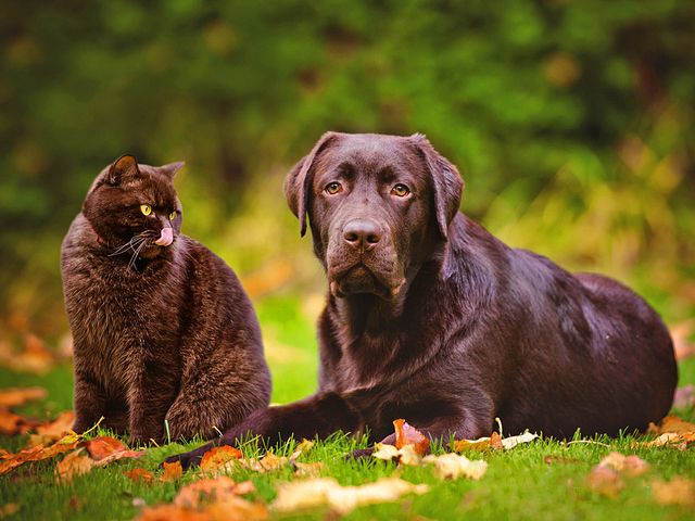 Labrador Retriever - a good-natured dog without a trace of aggression or excessive shyness