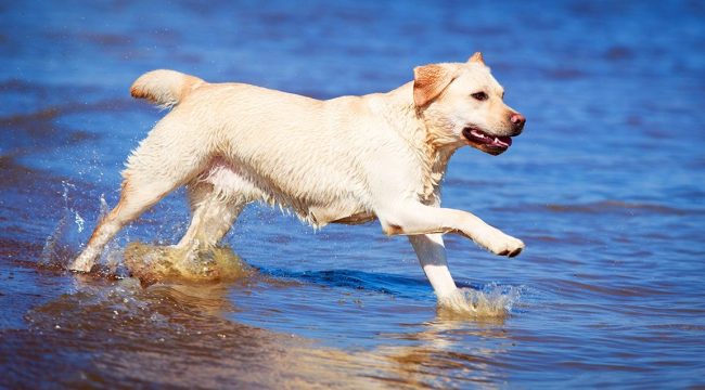 Labrador Retriever is an indispensable assistant for the game hunter in the ponds