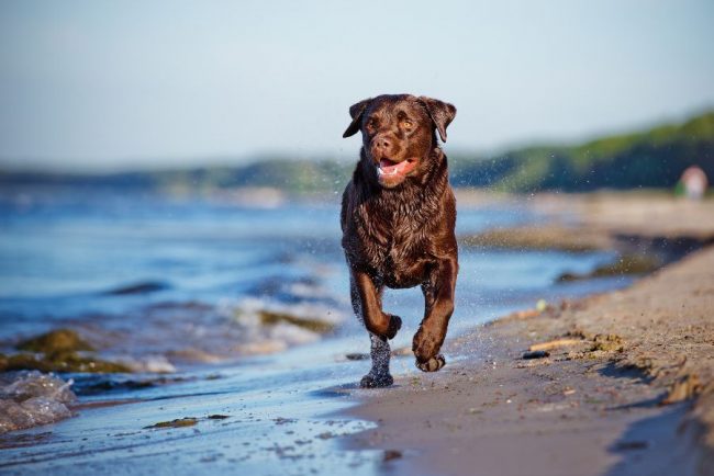 Labradors are very fond of diving and swimming - this activity brings them a lot of pleasure