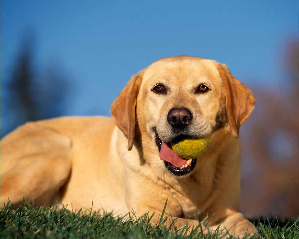 Labrador and the ball