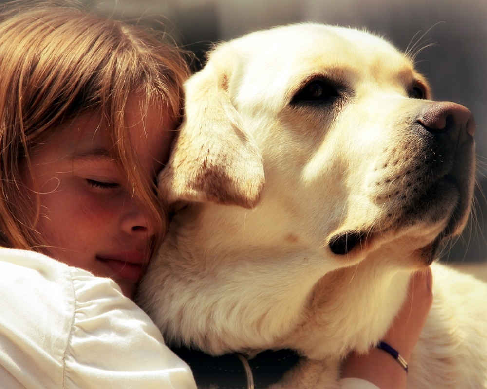 Labrador and the child