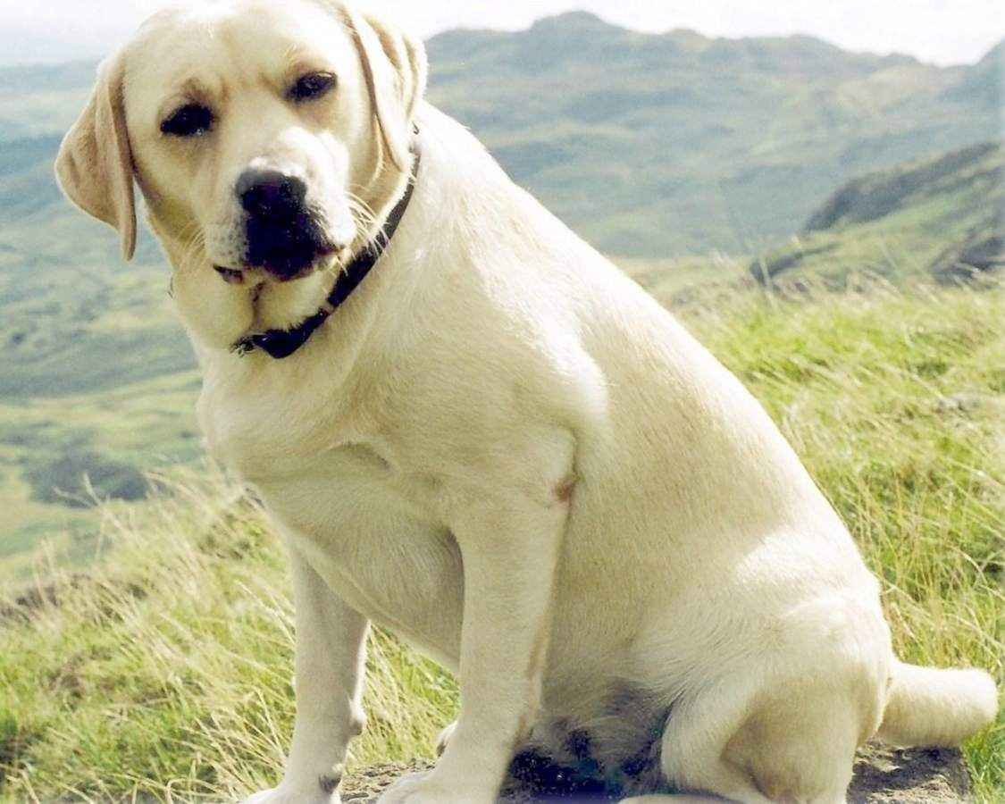 Labrador - photo