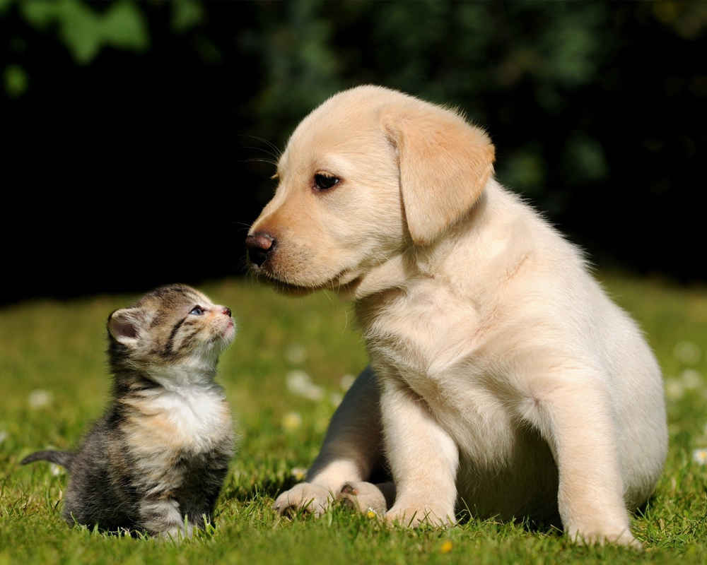 Labrador and kitten