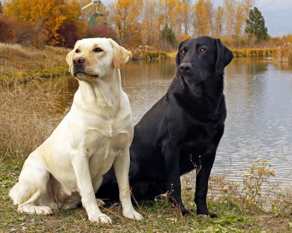 Black and Light Cream Labradors