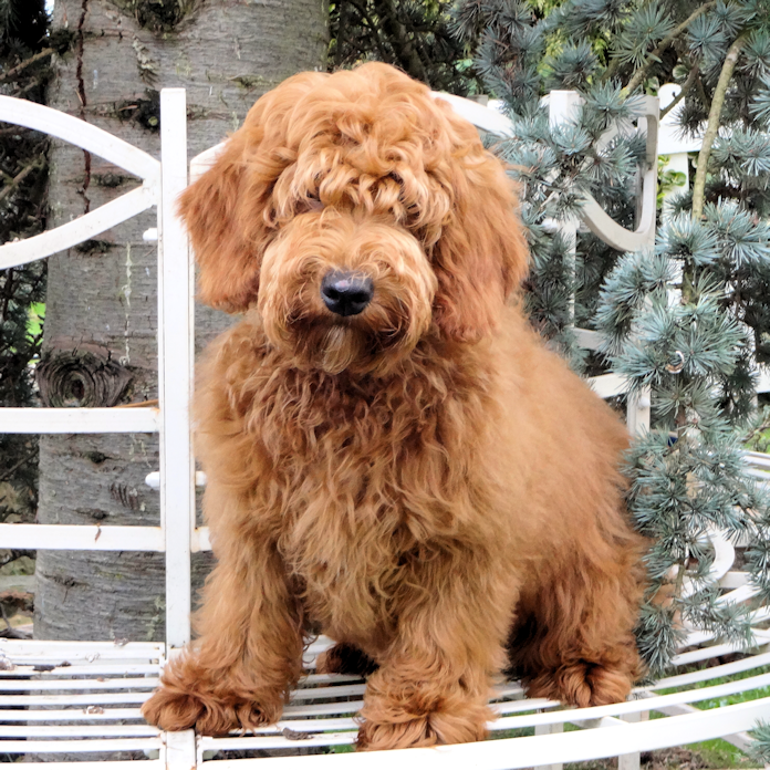 Labradoodle - photo, description and character breeds