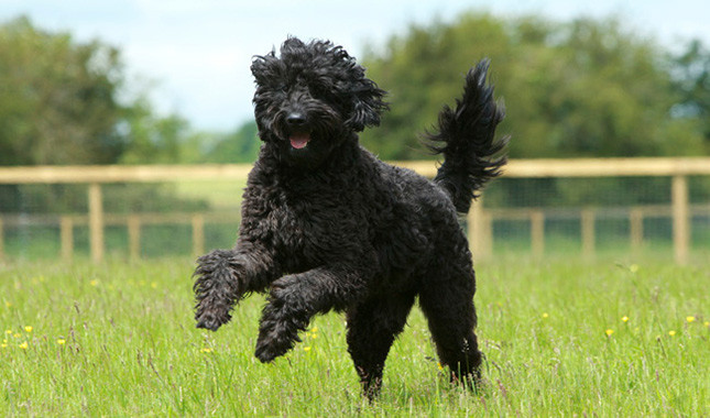 Labradoodle - photo, description and character breeds