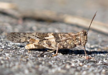 Grasshopper Trimerotropis pallidipennis
