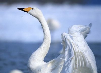 Mute swan neck