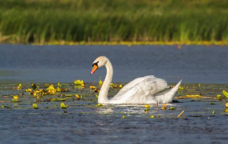 Mute swan habitat