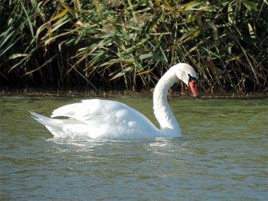 Mute swan swims