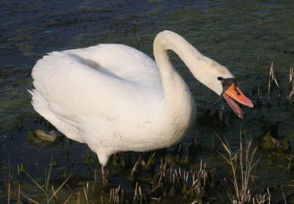 Mute swan behavior