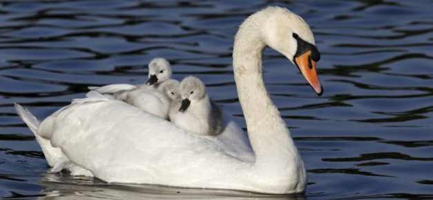 Mute swan female with chicks